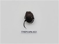 藏品(金龜子科(二))的圖片